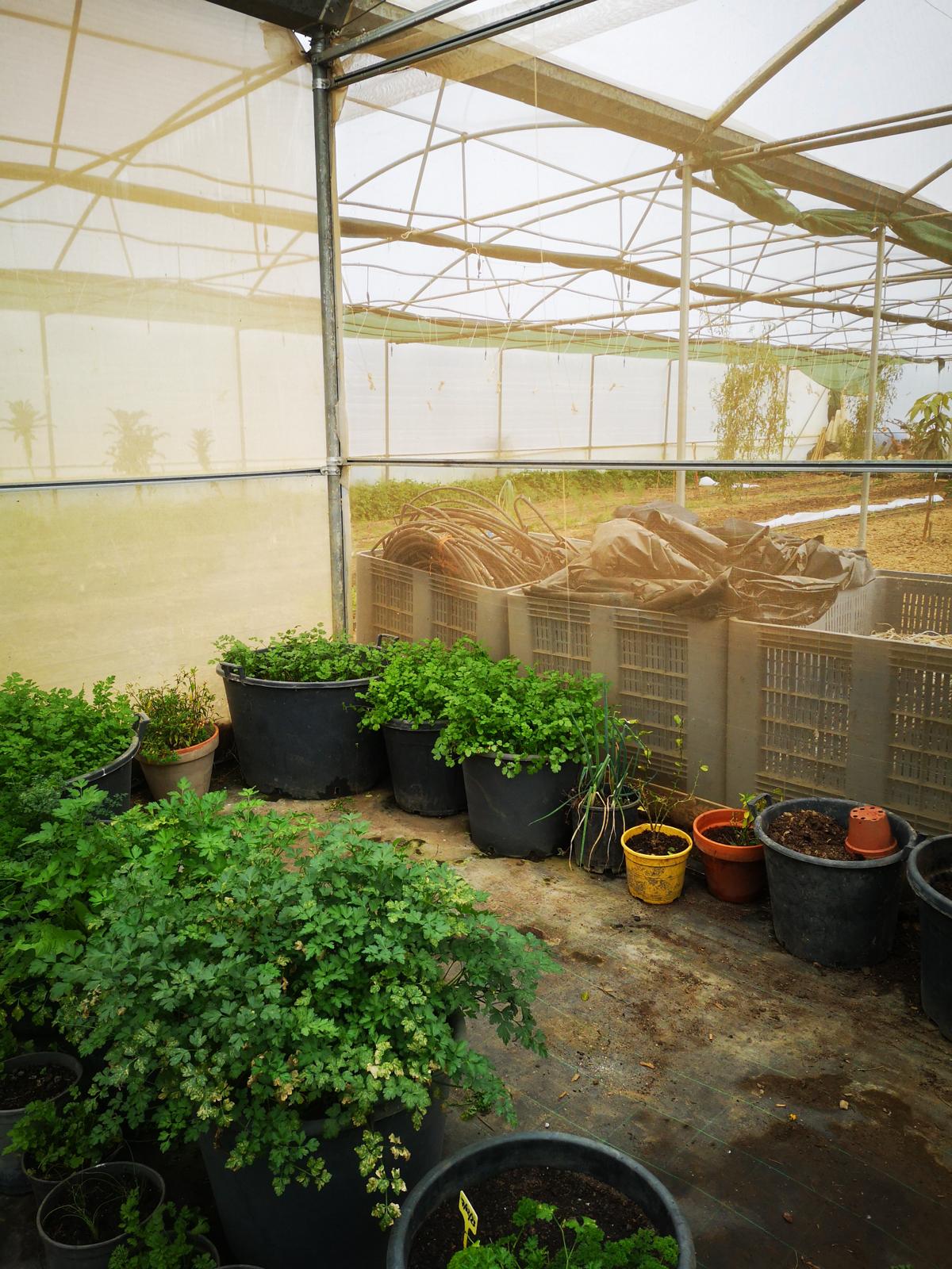 Kapha, grounded calm, nourishment, stability, and quiet sensuality.