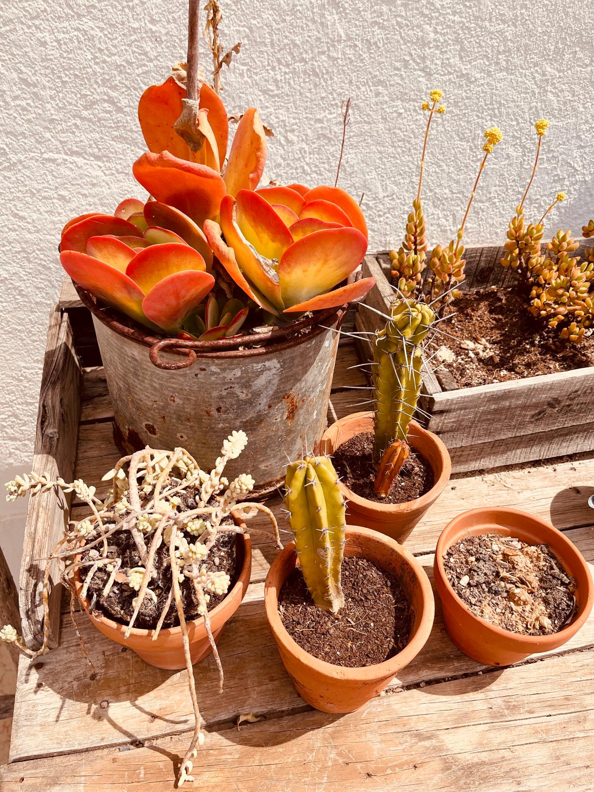 Formed by the elements of fire and a small portion of water, it governs digestion, metabolism, vision, perception, intelligence, and ambition.